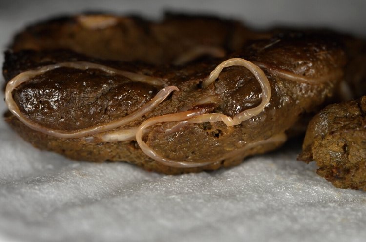 фото токсокара в кале