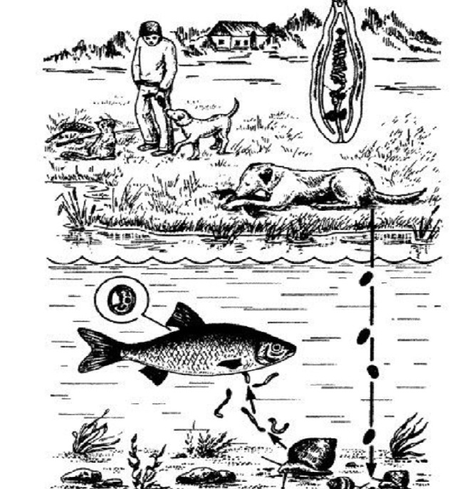 Как можно заразиться описторхозом