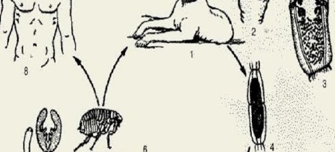 Жизненный цикл тыквовидного цепня и лечение дипилидиоза