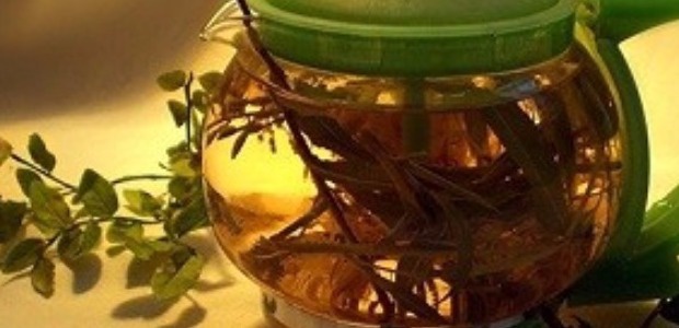 полынь лечебная