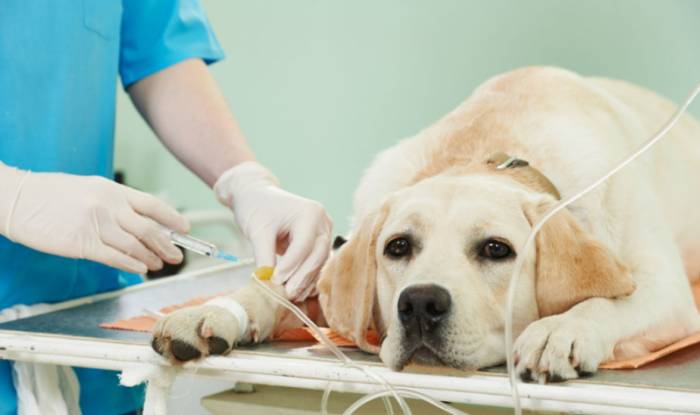 противоглистная терапия