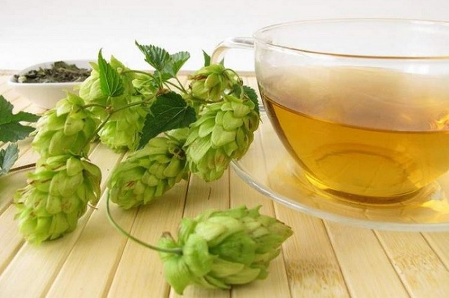 Как применяется отвар хмеля