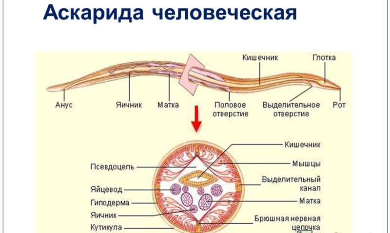 фото человеческая аскарида