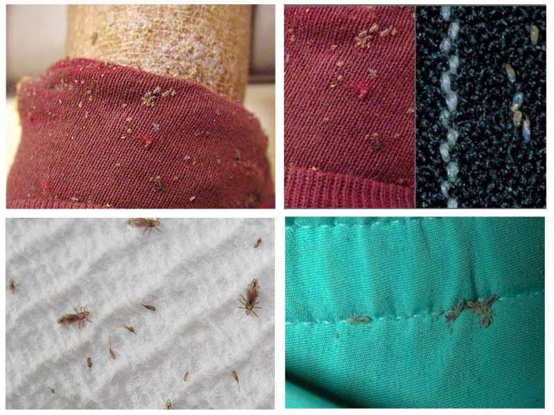 платяные вши