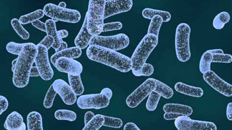 диагностка клебсиеллы