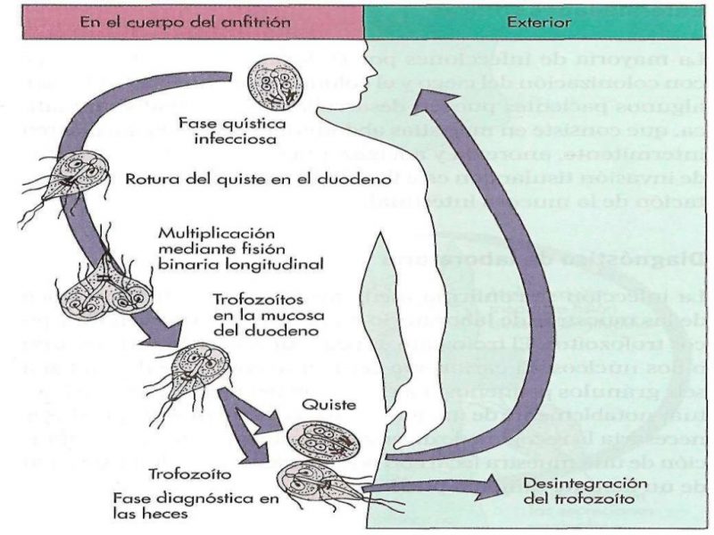цикл жизни лямблии