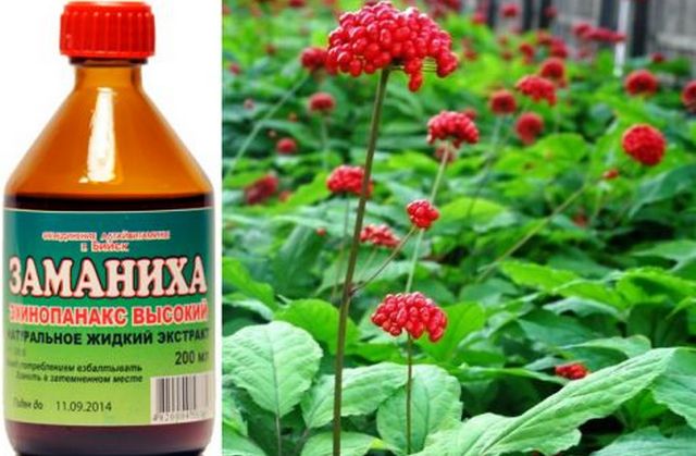 Настойка заманихи: как применять