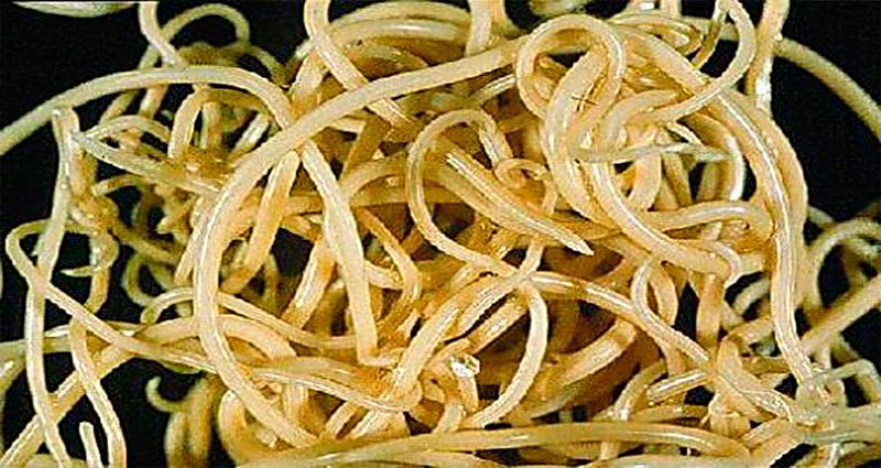 Аскариды: фото как выглядит аскарида человеческая