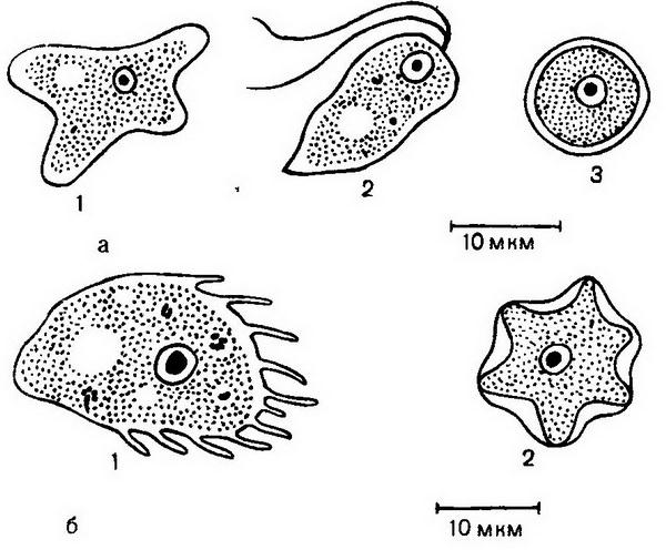 изучение амеб