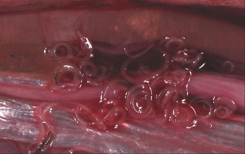 глисты в рыбе