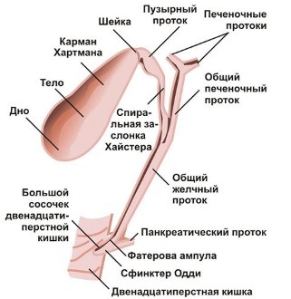 Строение желчного пузыря