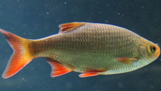 Рыба красноперка переносчик - описторхоза