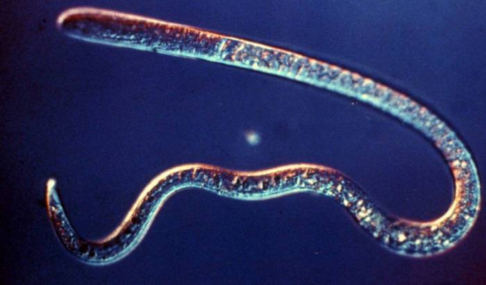 трихинеллы