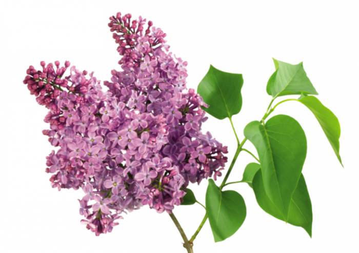 листки сирени