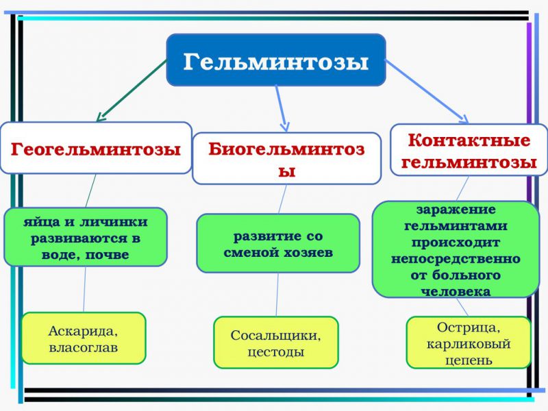 Гельминтозы