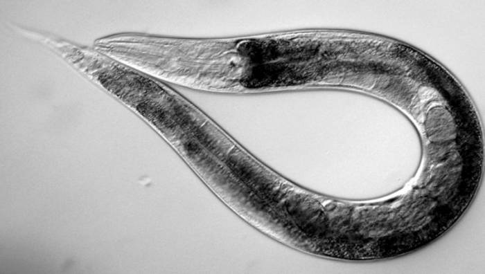 Круглые черви