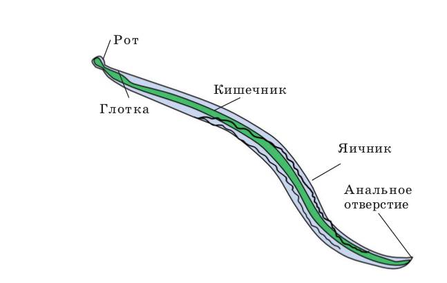 строение круглого червя