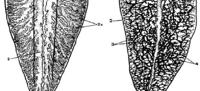 Печеночный сосальщик и его лечение