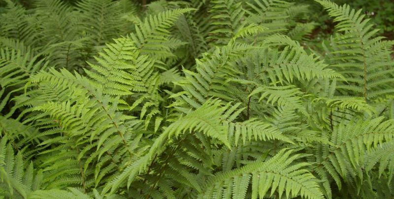 Мужской папоротник