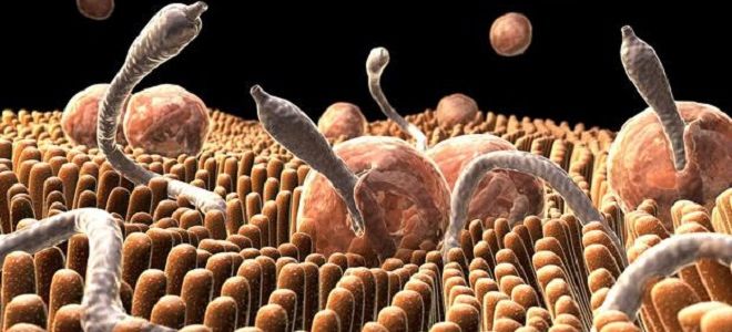Глисты: почему и чем опасны для человека?