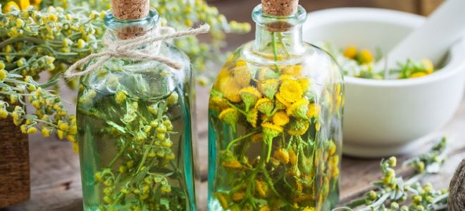 Как принимать пижму от паразитов