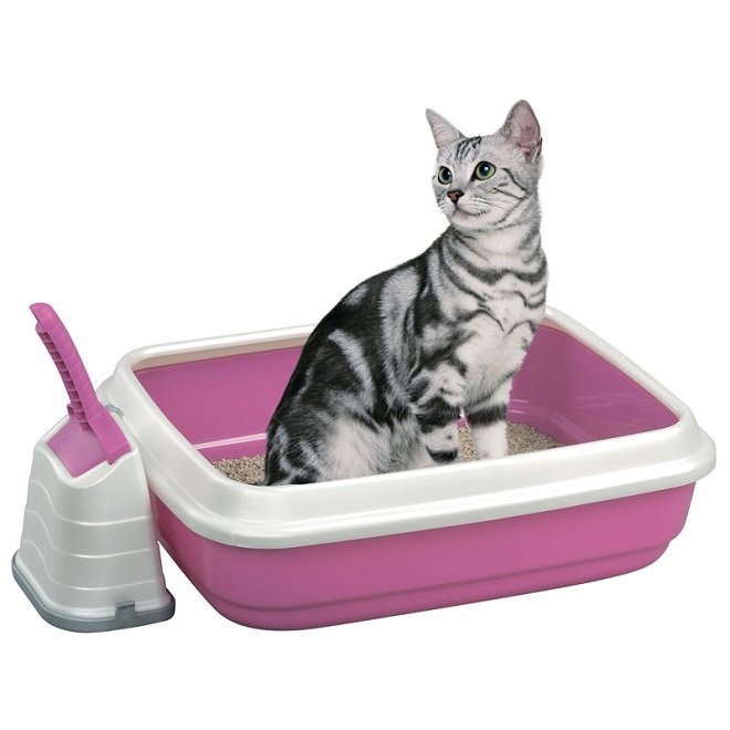 Кошка - переносчик токсоплазмоза