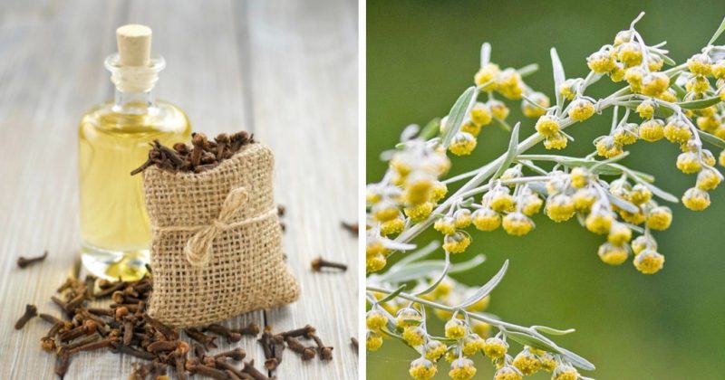 полынь от глистов