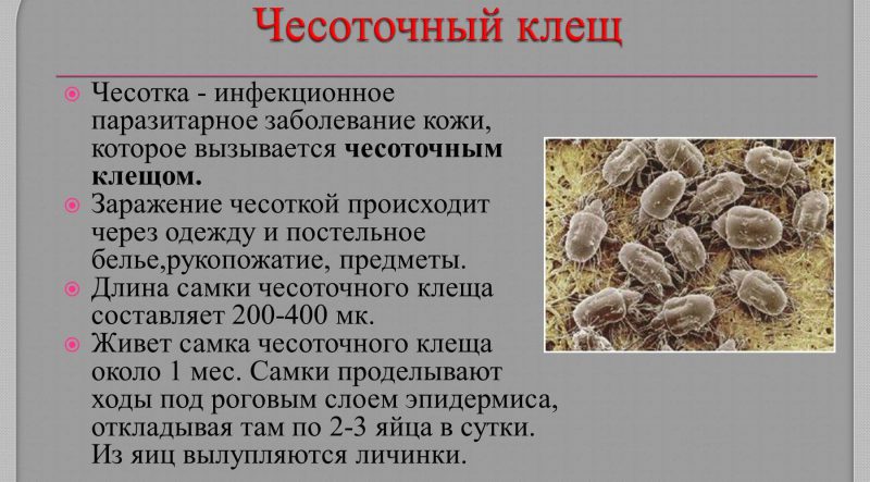 особенности чесотки