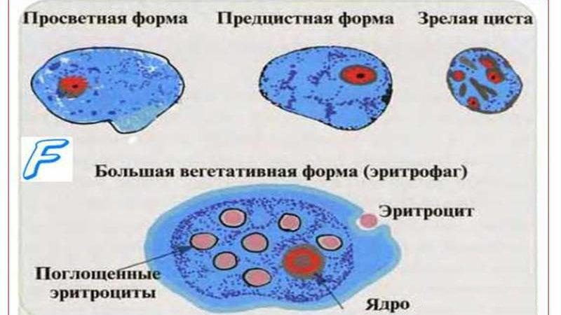 дизентерийная амеба2