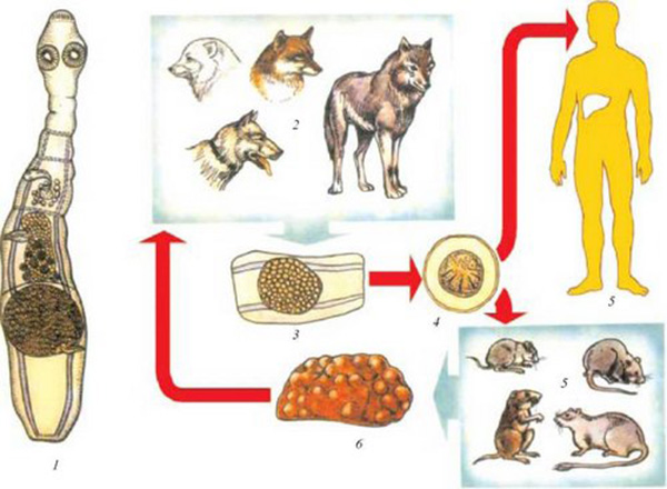 цикл жизни Альвеококка