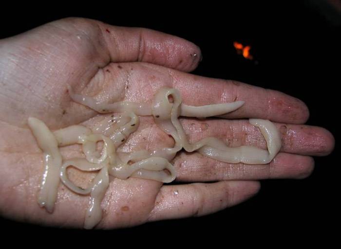 ленточные черви