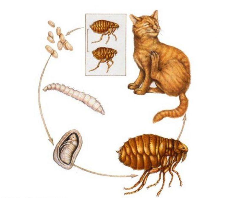 Цикл развития