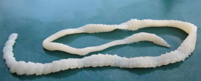 Свиной цепень.