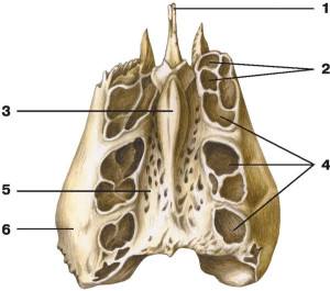 Пористая кость Решетчатая кость пориста
