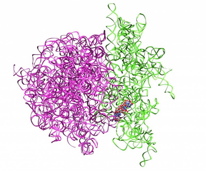 Строение рибосомы