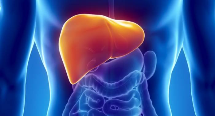 печень человека