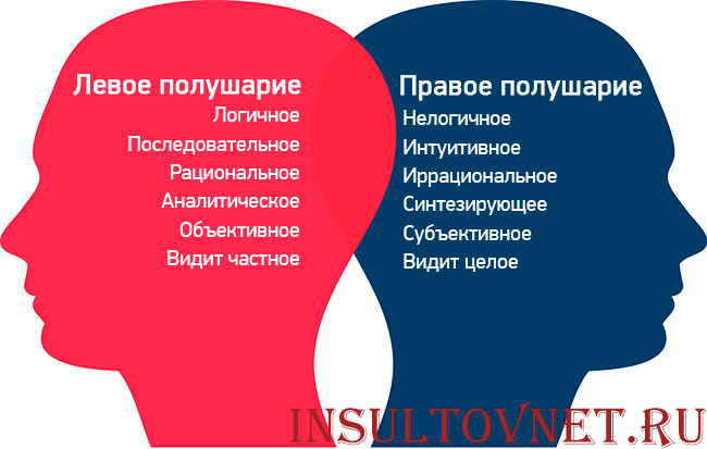 два полушария