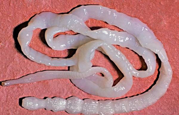 Лечение дифиллоботриоза