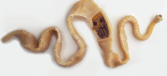 Широкий лентец