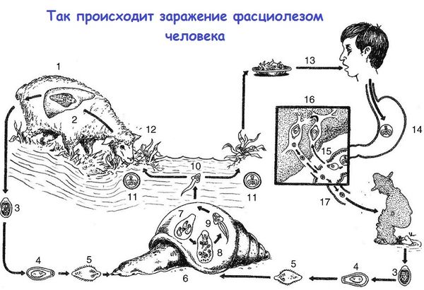 Как паразит развивается внутри