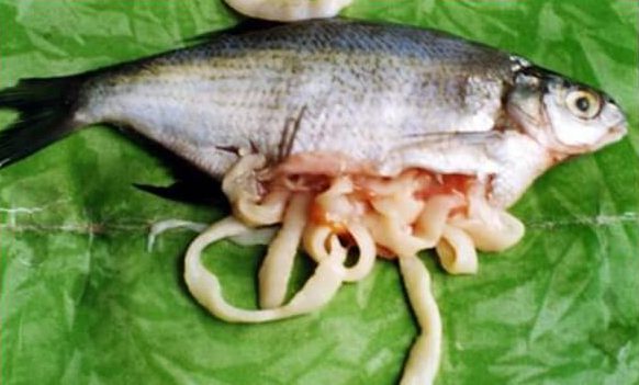 Опасность лигулеза для рыбы