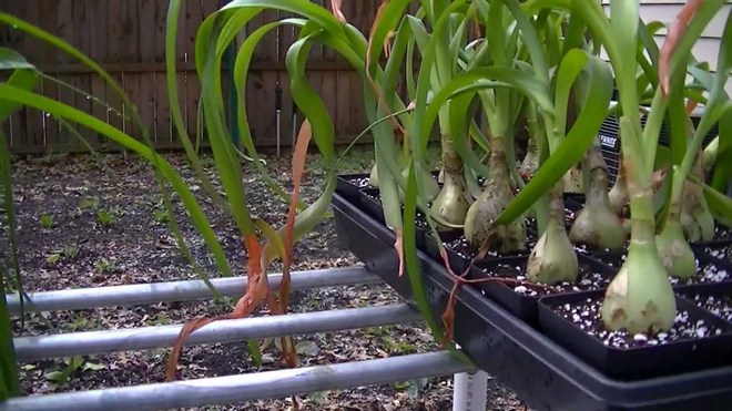 Индийский лук в народной медицине