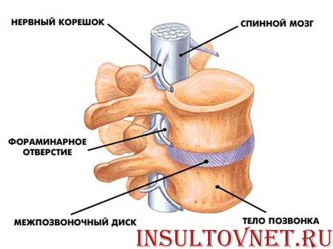 спинной мозг