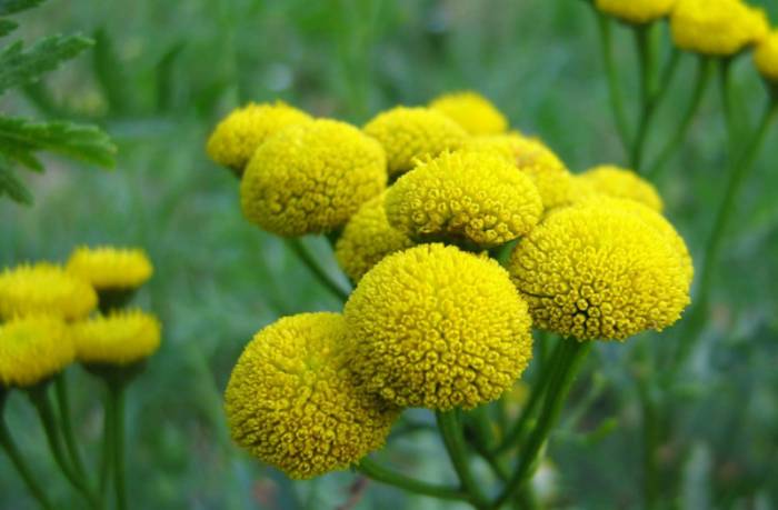 цветы пижмы