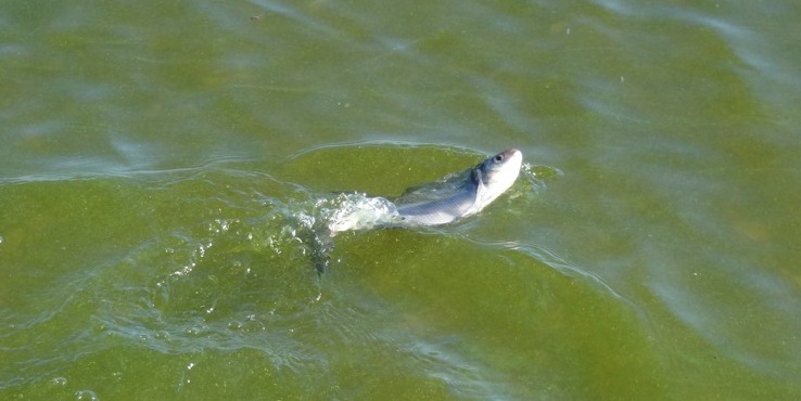 рыба не может погрузиться под воду