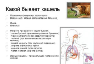 Виды кашля и его симптомы