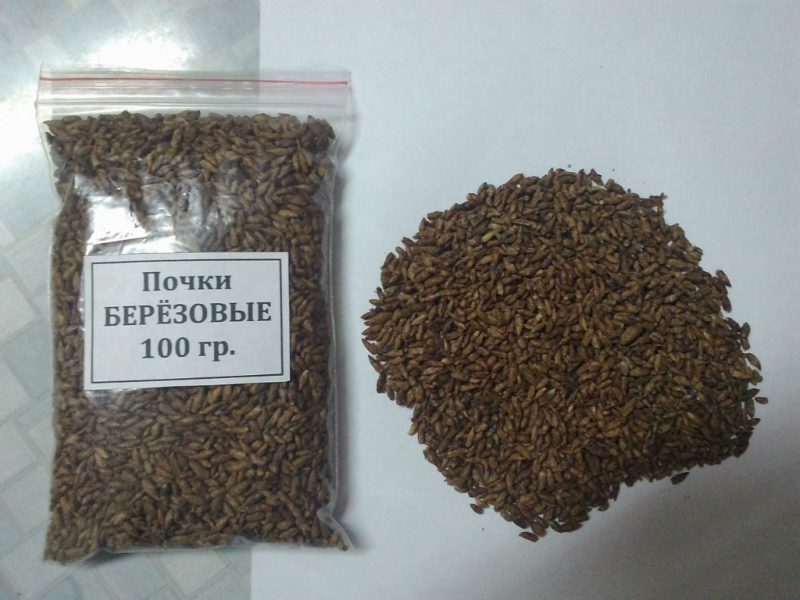 березовые почки