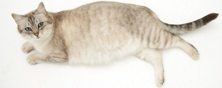 беременная кошка