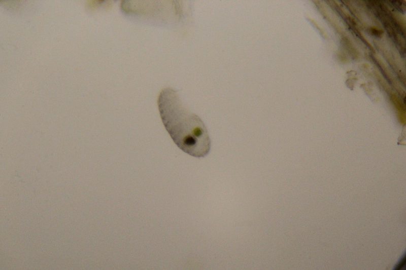 Инфузория под микроскопом