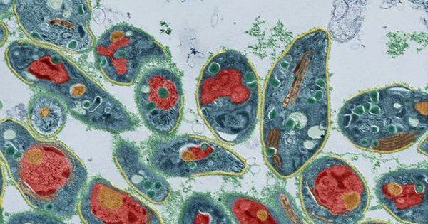 токсоплазмы под микроскопом